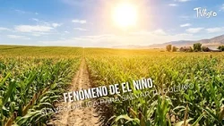 El Niño Phenomenon: ICA Tips to Save Your Crops ☀️- TvAgro by Juan Gonzalo Angel