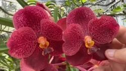 【ITA Global View】Episode 275 - Havana, Cuba: Orchid Oasis | Full Episode | Indigenous Television