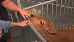 261st edition of the York State Fair kicks off Friday