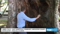 A Lancaster County tree that has stood since at least the 17th century | Hidden History