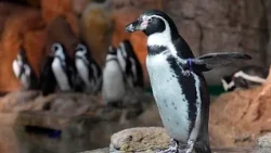 Chile: pinguins usam coletes para proteger feridas em cicatrização