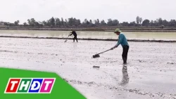 Dong Thap Farmers Focus on Planting Winter-Spring Rice Crop | THDT