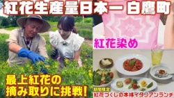 Experience Safflower Picking and Dyeing in Shirataka, Japan’s Top Safflower Producer—Plus a Delec...