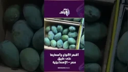 موسم المانجو .. أشهر الأنواع وأسعارها على طريق مصر– الإسماعيلية