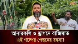 চিকিৎসা ছেড়ে কৃষিতে নামলেন চিকিৎসক! থাই আনারকলি ও ড্রাগনে বাজিমাত! | Bangla TV