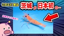 Did You Know? Ibaraki Successfully Farmed "Botan Shrimp" for the First Time in Japan
