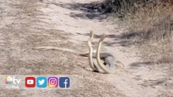 DANCE OF TWO SNAKES IN EDİRNE CAUGHT ON CAMERA