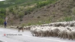 Dagestan remains the only region in Russia where the tradition of seasonal sheep migration is sti...