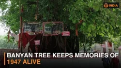 Banyan tree keeps memories of 1947 alive