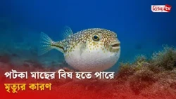 পটকা মাছের বিষ হতে পারে মৃত্যুর কারণ | Bijoy TV