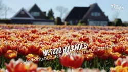 Método Holandés: Así se Producen Millones de Tulipanes 🌷🚜- TvAgro por Juan Gonzalo Angel