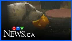 Boo at the Zoo returns