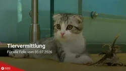 Tiervermittlung: Für alle Felle vom 03.07.2026