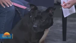 New Day Cleveland: Parma Animal Shelter