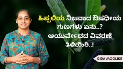ಹಿಪ್ಪಲಿಯ ನಿಜವಾದ ಔಷಧೀಯ ಗುಣಗಳು ಏನು..? ಆಯುರ್ವೇದದ ವಿವರಣೆ ತಿಳಿಯಿರಿ..! | GIDA MULIKE