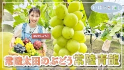 Ibaraki Favorites: "Hitachi-Ota Grapes 'Hitachi Seiryu' (Hitachi-Ota City)" [Cast: Shoko Haida]