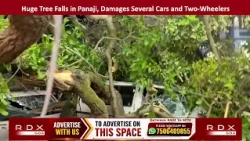 Huge Tree Falls in Panaji, Damages Several Cars and Two-Wheelers