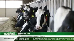 ЗАБОЛЯВАНЕ: Нов вирус заплашва говедата в Европа