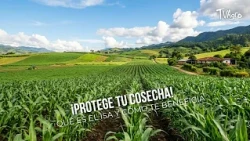 Protect Your Harvest! What is LISA and How Does It Benefit You 🛡️- TvAgro by Juan Gonzalo Angel