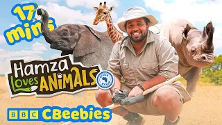 Amazing Animal Facts - Elephants, Zebras and More! | Meet Hamza's Baby Animal Friends | CBeebies 🐘🦓
