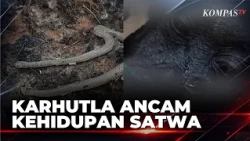 Impact of Forest Fires, Cobra Found Burned to Death to Orangutan Found Dead | SAPA MALAM