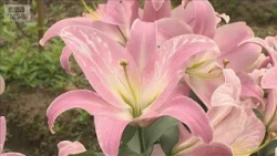 Early Summer Lily Blooms Reach Peak: 4,700 Flowers Across 24 Colorful Varieties in Toyama (July 5...