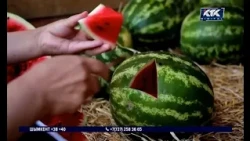 The Deputy Minister gave his expert opinion: Don't rush to eat watermelons just yet