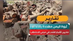 Yemen’s Wealth Threatened with Extinction.. Millions of Sidr Trees Targeted by Deforestation