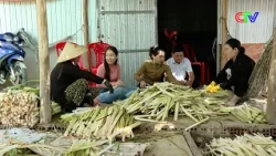Water spinach plants create livelihoods and increase income for people in Khanh An commune.