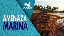 Sargassum in the Caribbean | Solutions and proposals from Venezuela | Innova