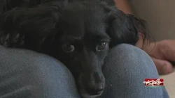 KELOLAND – Lewis Drug Pet Food Drive helps nonprofits