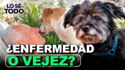 Veterinarian César Álvarez: How to detect signs of pain in senior pets? | Lo Sé Todo