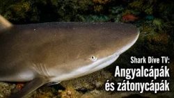 Shark Dive TV S1 Episode 3: Angyalcápák és zátonycápák testközelből
