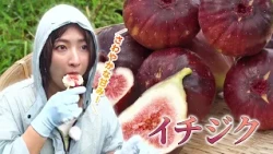 JA Kyoto Yamashiro "Figs" Yusuke Nishimura (Joyo City) | KBS Kyoto TV "Agri Kyoto" broadcast in S...