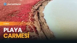 Paisaje sorprendente: China deslumbra con una playa teñida de rojo carmesí
