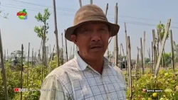 SURPLUS SUPPLY, TOMATO PRICES PLUMMET