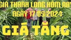 Giá thanh Long hôm nay ngày 17/9/2024 (15/8/2024 AL) l TV Bình Thuận