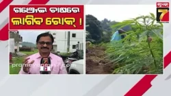 ସରକାରୀ ଜମିରେ ଗଞ୍ଜେଇ ଚାଷ ହେଲେ ଆକ୍ସନ I ରାଜ୍ୟର ୬ ଜିଲ୍ଲାପାଳଙ୍କୁ ରାଜସ୍ୱ ସଚିବଙ୍କ ଚିଠି | PrameyaNews7