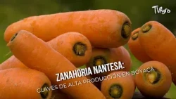 - TvAgro by Juan Gonzalo Angel
