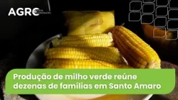 Agro Saúde e Cooperação - Milho de Santo Amaro