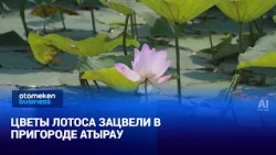 Lotus flowers bloom in the suburbs of Atyrau