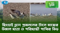 ছিংহাই হ্রদে প্রজননের টানে মাছের উজান যাত্রা ও পরিযায়ী পাখির ভিড় | Sobuj Prithibe | Rtv