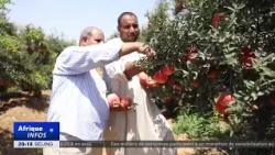 SETTING COURSE FOR CHINA: Zero-tariff policy boosts Egyptian pomegranates