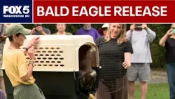 Injured bald eagle released in Fairfax County after months of rehab