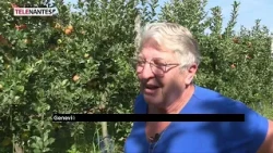 APPLES SCARRED BY THE HEAT
