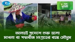 আনহুই প্রদেশে শুরু হলো মাখনা বা পদ্মবীজ সংগ্রহের ব্যস্ত মৌসুম | Sobuj Prithibe | Rtv