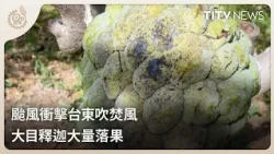 颱風衝擊台東吹焚風 大目釋迦大量落果 ｜每日熱點新聞｜原住民族電視台