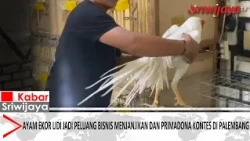 Lidi-Tail Chickens Become a Promising Business Opportunity and Contest Favorite in Palembang