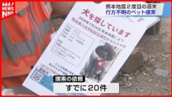 Volunteers Search for Pets Missing After Earthquake: "I'll Keep Going Until They're Reunited with...