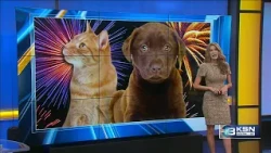 Firework fears: How to keep your pets from running away on July Fourth